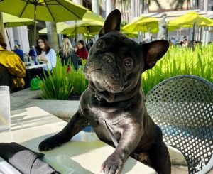 dog friendly, restaurants dog friendlys in miami, pet friendlys places